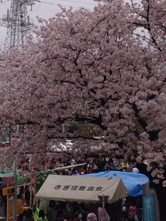 桜祭り１.JPG