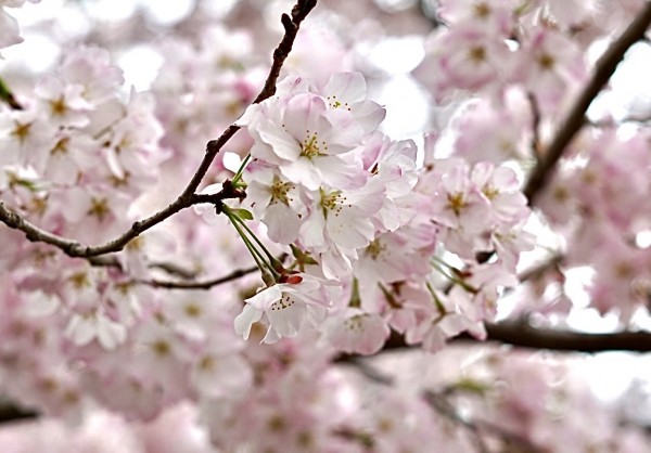 さくら🌸SAKURA 🌸桜🌸