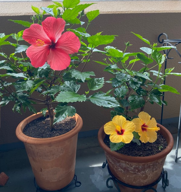 ハイビスカス🌺🌺