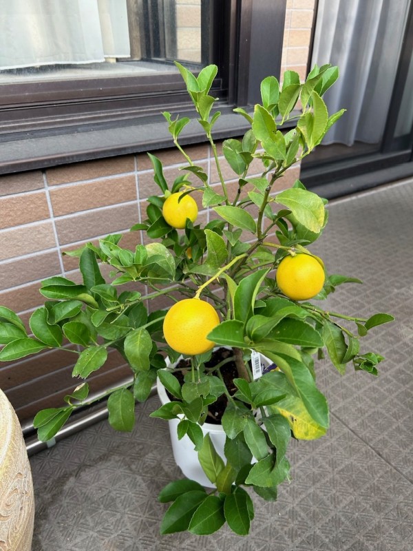 ベランダの植物たち🪴