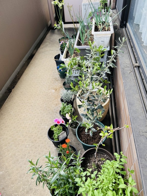 ベランダの植物たち その2